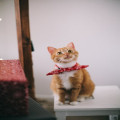 Wat betekent 'de kat uit de boom kijken' en wanneer gebruik je het?