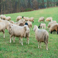 Natuurlijk slapen onder een wollen dekbed