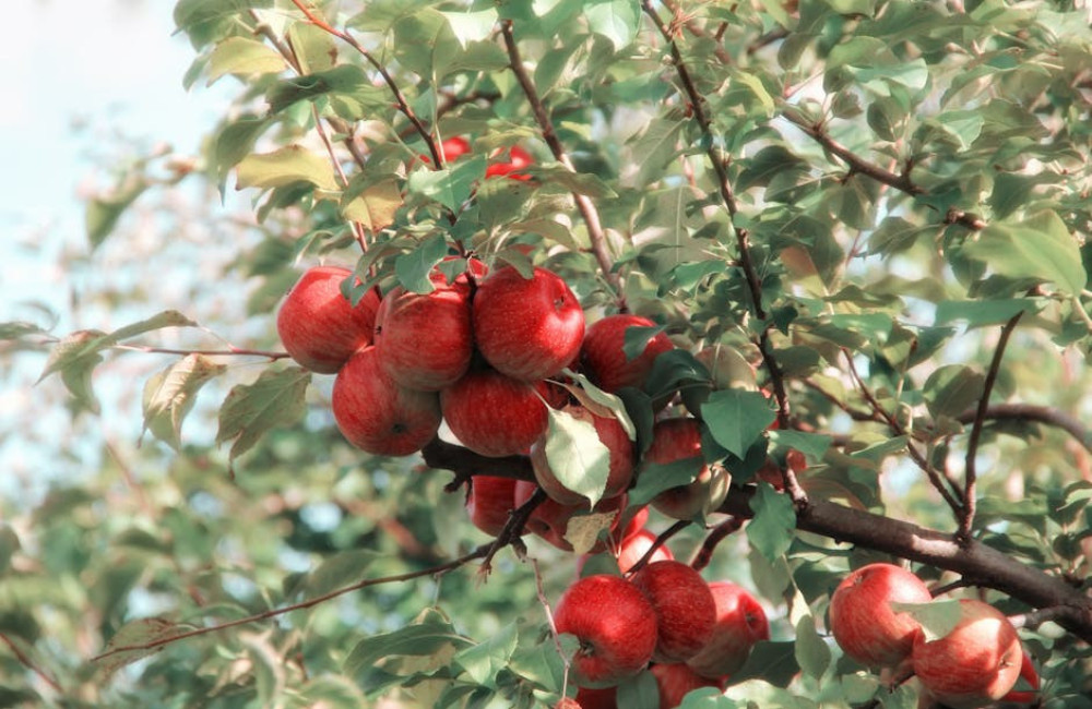 Wat betekent 'de appel valt niet ver van de boom' en wanneer gebruik je het?