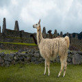 Mannenuitje met culturele bezienswaardigheden? Ga naar Machu Picchu in Peru!